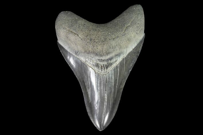 Serrated, Fossil Megalodon Tooth - Beautiful Tooth #95548